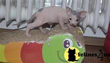 sphynx kitten posted by jerrymax6762