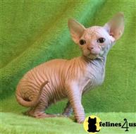 sphynx kitten posted by jerrymax6762