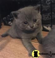 british shorthair kitten posted by kimjackson794