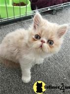 persian kitten posted by kimjackson794