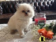 persian kitten posted by kimjackson794