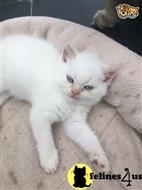persian kitten posted by kimjackson794