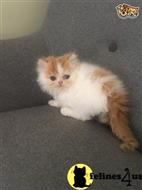 persian kitten posted by kimjackson794