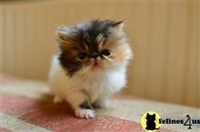 persian kitten posted by kimjackson794