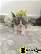 persian kitten posted by kimjackson794