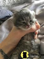 persian kitten posted by kimjackson794