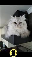 persian kitten posted by kimjackson794