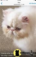persian kitten posted by kimjackson794