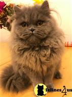 persian kitten posted by kimjackson794