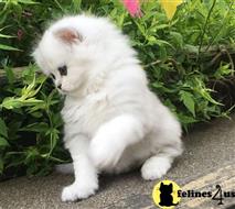 persian kitten posted by kimjackson794