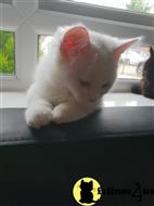 persian kitten posted by kimjackson794