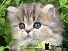persian kitten posted by kimjackson794