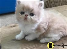persian kitten posted by kimjackson794