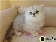 persian kitten posted by kimjackson794
