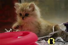 persian kitten posted by kimjackson794