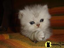 persian kitten posted by kimjackson794