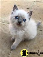 ragdoll kitten posted by kimjackson794