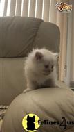 ragdoll kitten posted by kimjackson794