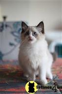 ragdoll kitten posted by kimjackson794