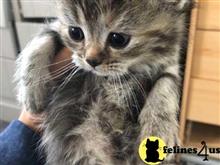 ragdoll kitten posted by kimjackson794