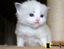 ragdoll kitten posted by kimjackson794