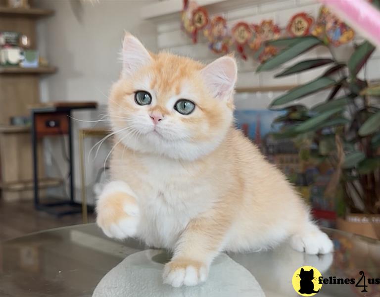a british shorthair cat sitting on a counter