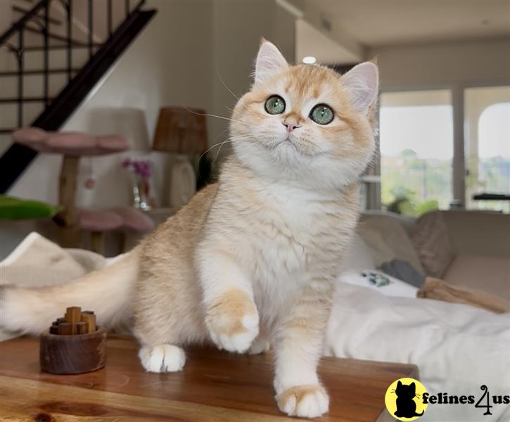 a british shorthair cat sitting on a counter