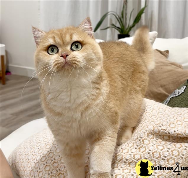 a british shorthair cat sitting on the floor
