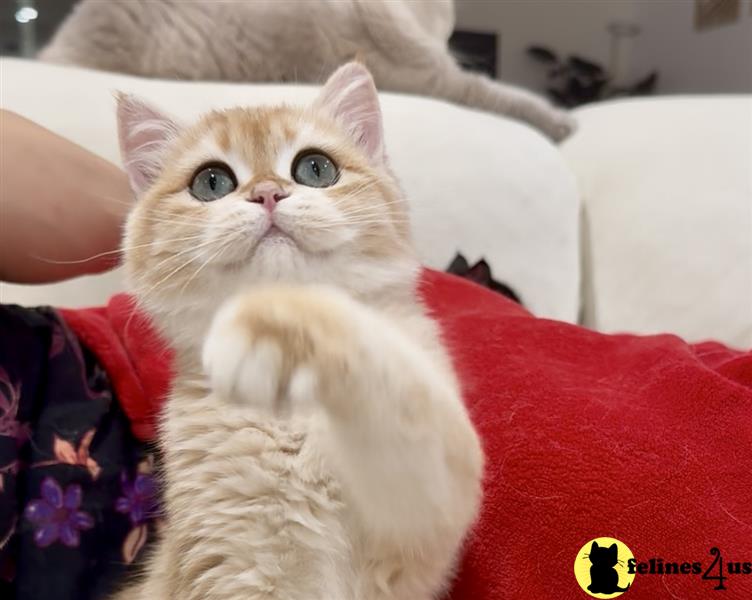 a british shorthair cat sitting on a counter