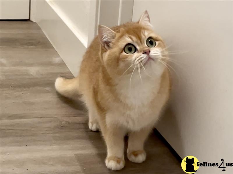a british shorthair cat with a bunny head