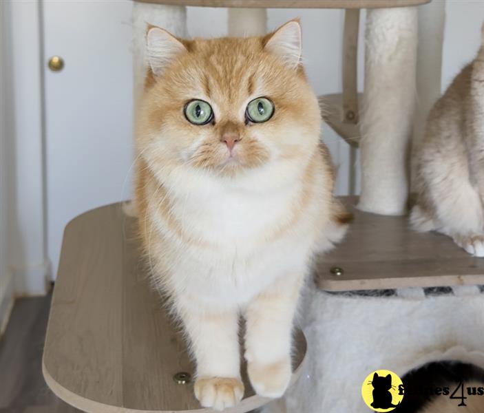 a british shorthair cat sitting on the floor