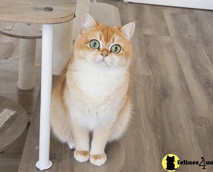 a british shorthair cat standing on a wood floor