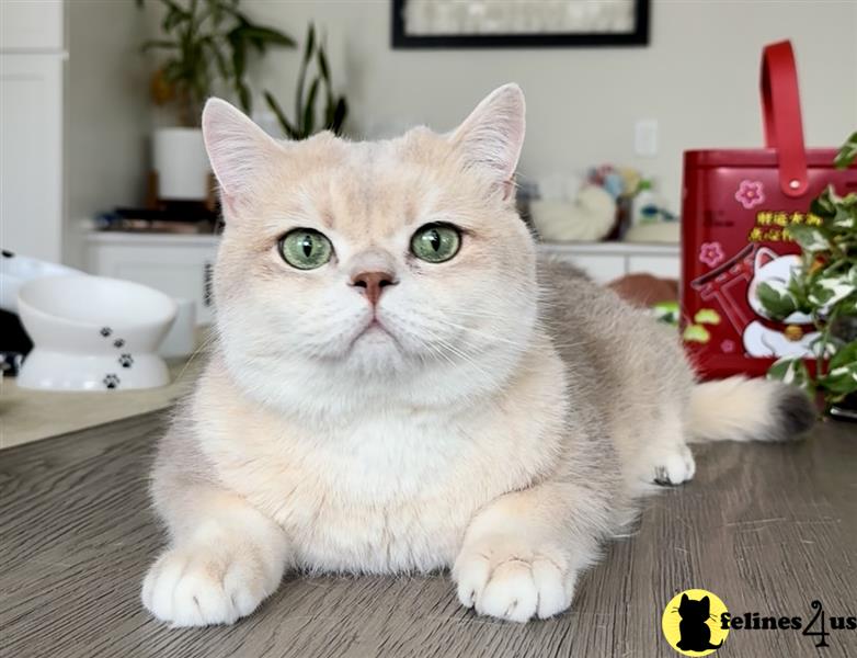 British Shorthair