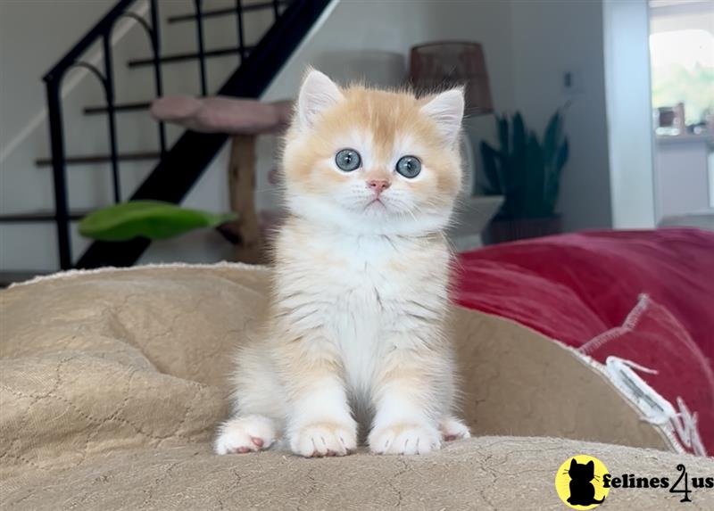 a british shorthair kitten on a bed