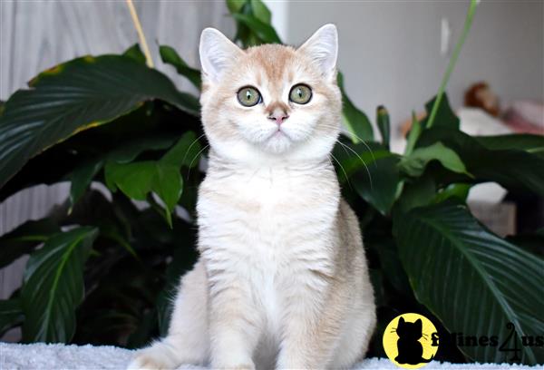 British Shorthair kitten for sale