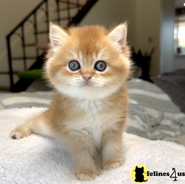Chocolate Golden Chinchilla Girl by12