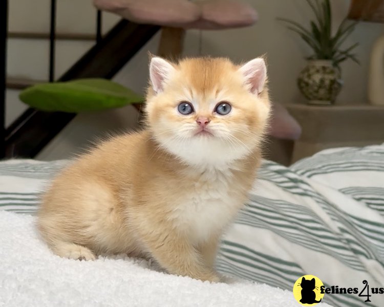 Chocolate Golden Chinchilla Boy 1 by12