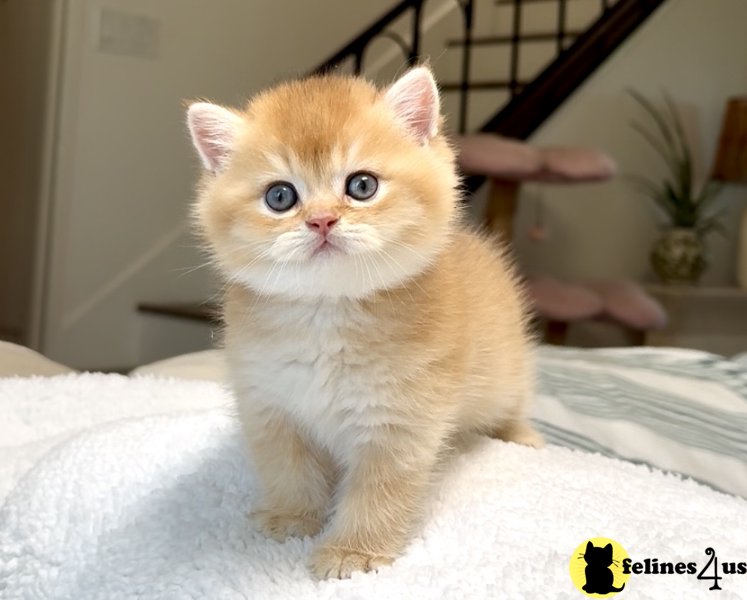 Chocolate Golden Chinchilla Boy 2 by12