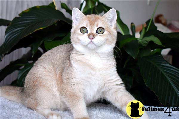 British Shorthair kitten for sale