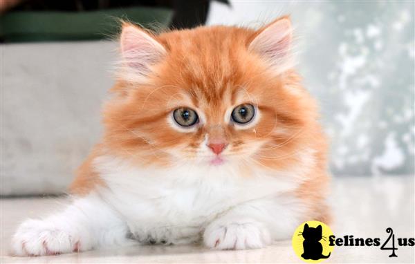 Persian Kitten for Sale: Orange Bicolor 4 Yrs and 10 Mths old