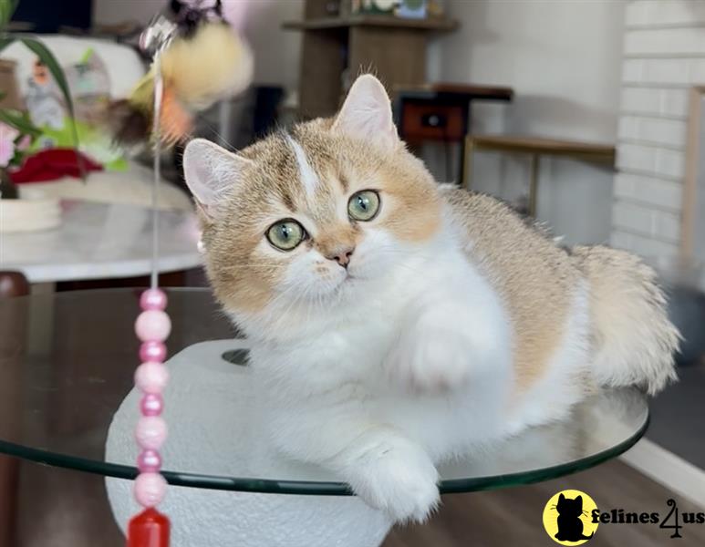 a munchkin cat sitting on a bed