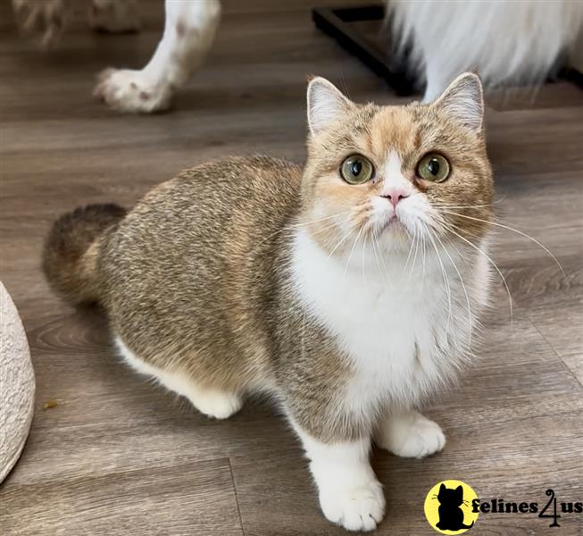 a munchkin cat sitting on a wood floor