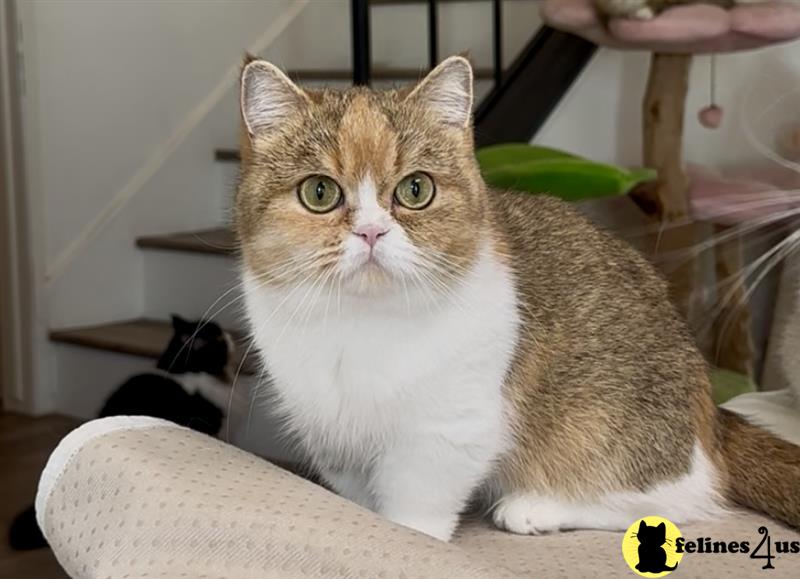 a munchkin cat sitting on a wood floor