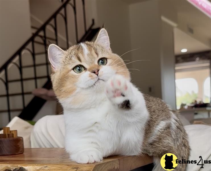 a munchkin cat sitting on a bed
