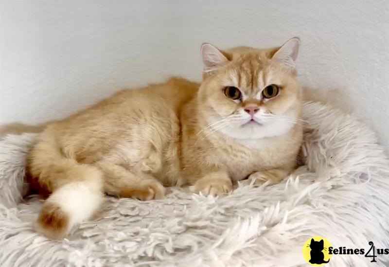 a munchkin cat lying on a blanket