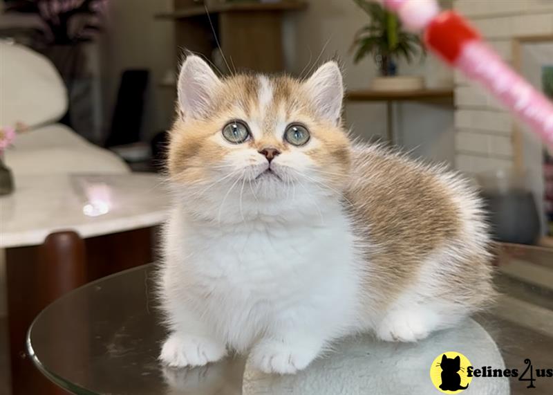 a munchkin cat sitting on a bed