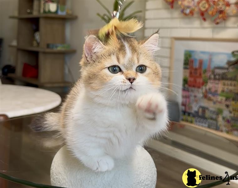 a munchkin cat sitting on a bed