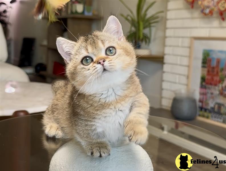 a munchkin cat sitting on a bed