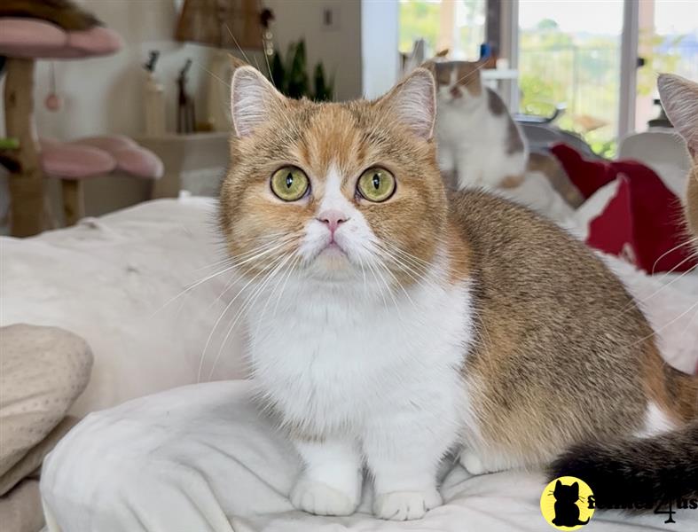 a munchkin cat sitting on a wood floor