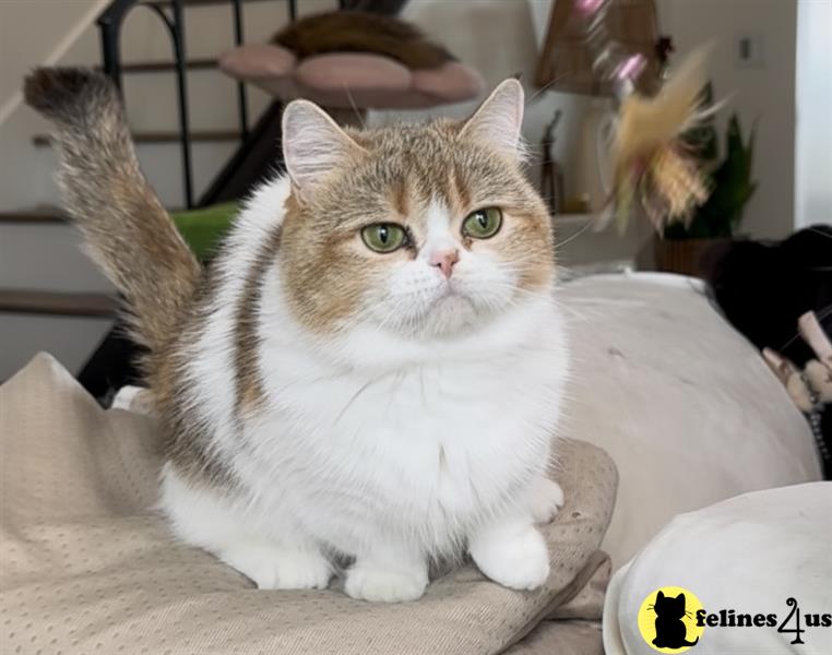 a munchkin cat sitting on a couch